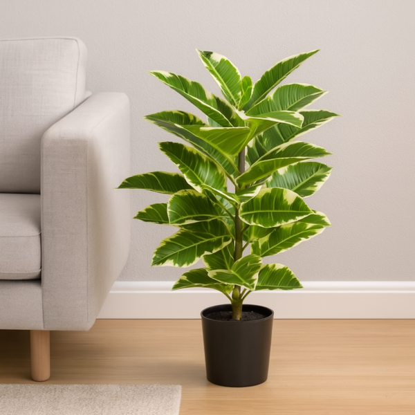 Artificial Real Touch Rubber Plant in Pot 75cm/2ft - A1131