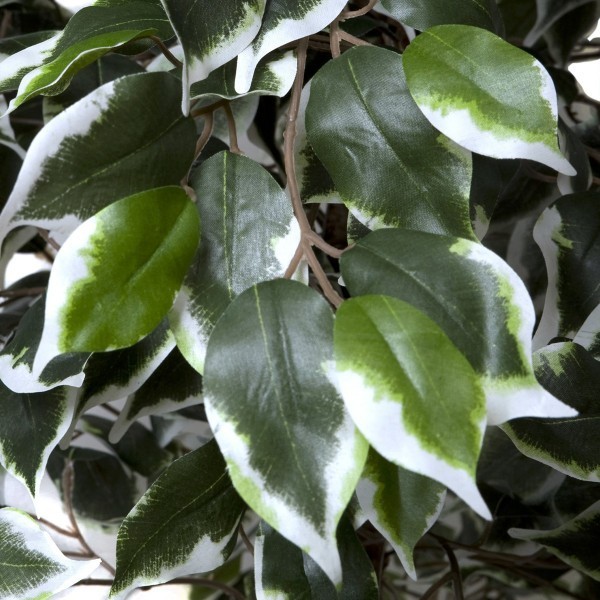 Artificial Variegated Ficus Tree 160cm/5ft - A1271