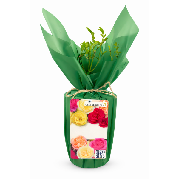 Beautiful Gift Rose - “A Rose for a Wonderful Grandad” - Gift Wrapped - 3L Potted - Five Colour Choices 