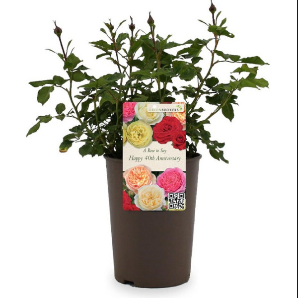 Beautiful Gift Rose - “A Rose to Say Happy 40th Anniversary”- Gift Wrapped - 3L Potted - Five Colour Choices 