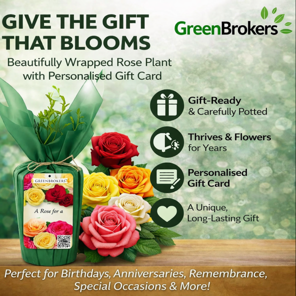 Beautiful Gift Rose - “A Rose to Say Happy 60th Anniversary”- Gift Wrapped - 3L Potted - Five Colour Choices 