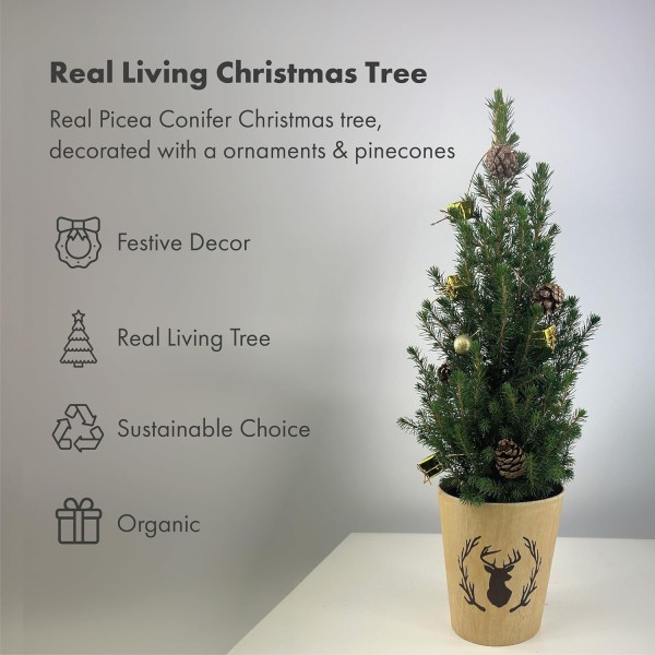 Real Living 60-65cm Picea Christmas Tree | Conifer with Gold Garland & Pinecones | Festive Reindeer Design Wood Pot | for Indoor & Outdoor, 60cm - GB1461