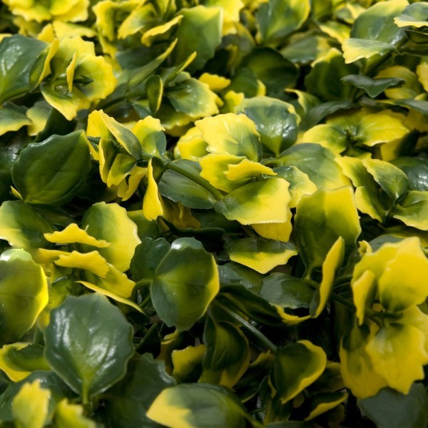 Artificial Green Wall Hedge with Yellow Leaf Foliage Pack of 4 x 50cm/20in - A1265