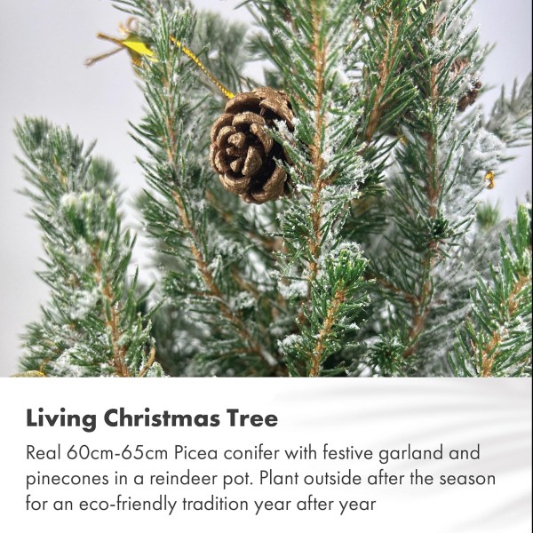 Real Living 60-65cm Picea Christmas Tree | Conifer Garland & Pinecones | Festive Reindeer Design Wood Pot | for Indoor & Outdoor, Gold with Snow, 60cm - GB1464