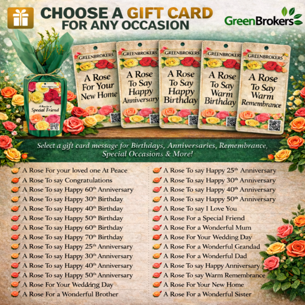 Beautiful Gift Rose - “A Rose to Say Happy 60th Anniversary”- Gift Wrapped - 3L Potted - Five Colour Choices 