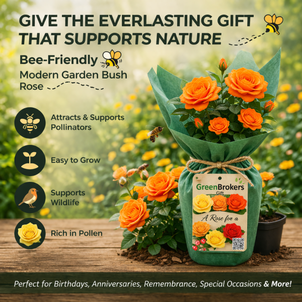 Beautiful Gift Rose - “A Rose for Your Loved One at Peace” - Gift Wrapped - 3L Potted - Five Colour Choices 