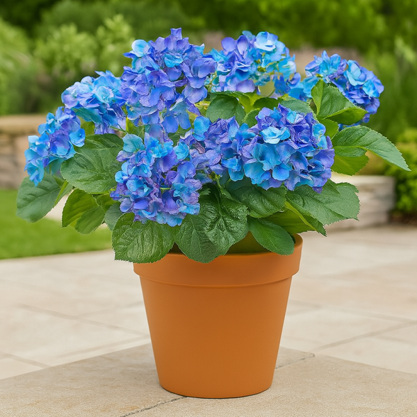Artificial Blue Hydrangea in Terracotta Pot 50cm/20in - A1307