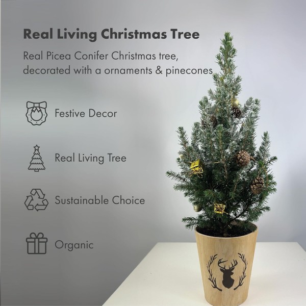 Real Living 60-65cm Picea Christmas Tree | Conifer Garland & Pinecones | Festive Reindeer Design Wood Pot | for Indoor & Outdoor, Gold with Snow, 60cm - GB1464