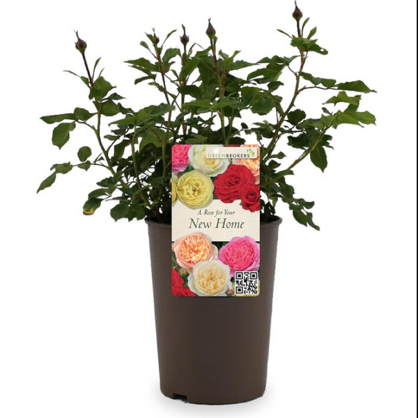 Beautiful Gift Rose - “A Rose for Your New Home”- Gift Wrapped - 3L Potted - Five Colour Choices 