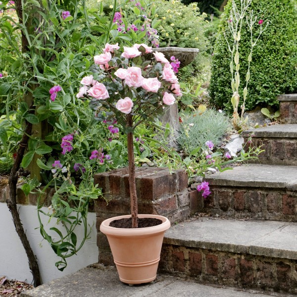 Artificial Soft Pink Rose Tree 25 Flowers 90cm/3ft - A1401