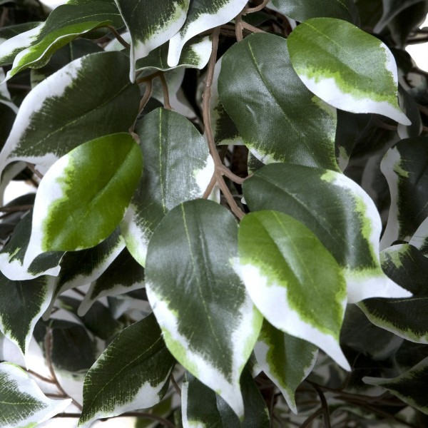 Artificial Variegated Ficus Tree 160cm/5ft