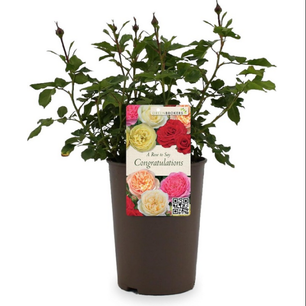 Beautiful Gift Rose - “A Rose to Say Congratulations” - Gift Wrapped - 3L Potted - Five Colour Choices 