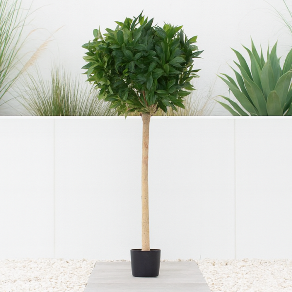 Artificial Laurel Tree With Real Wood Trunk, Natural Leaf and Brown Berries 5ft/150 cm - A1039