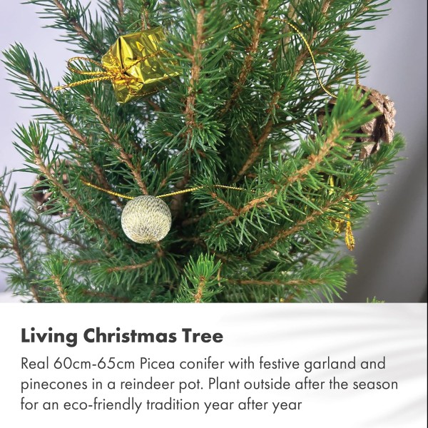 Real Living 60-65cm Picea Christmas Tree | Conifer with Gold Garland & Pinecones | Festive Reindeer Design Wood Pot | for Indoor & Outdoor, 60cm - GB1461