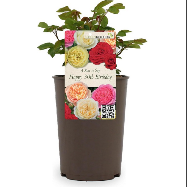 Beautiful Gift Rose - “A Rose to Say Happy 30th Birthday”- Gift Wrapped - 3L Potted - Five Colour Choices 