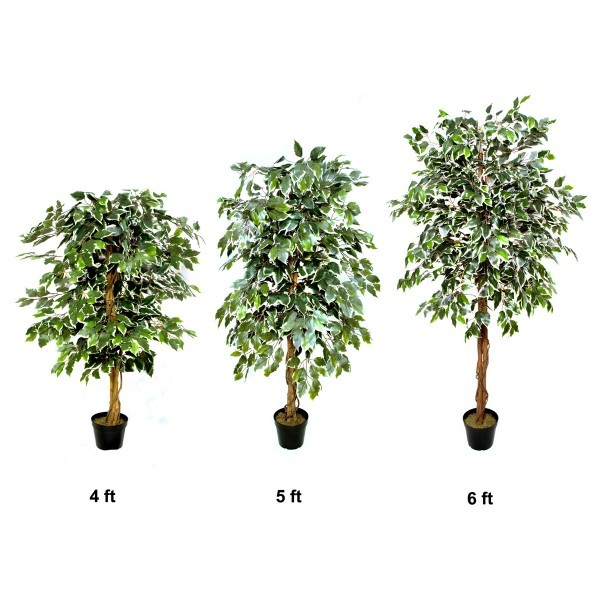 Artificial Variegated Ficus Tree 160cm/5ft