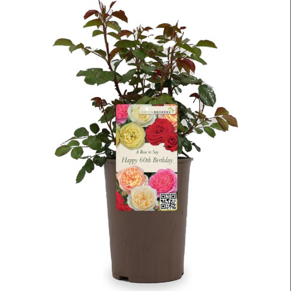 Beautiful Gift Rose - “A Rose to Say Happy 60th Birthday”- Gift Wrapped - 3L Potted - Five Colour Choices 