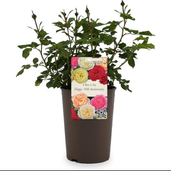 Beautiful Gift Rose - “A Rose to Say Happy 50th Anniversary”- Gift Wrapped - 3L Potted - Five Colour Choices 