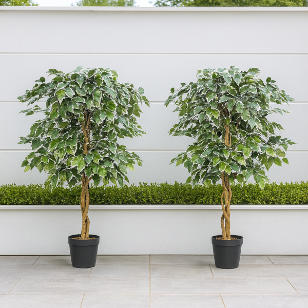 *Clearance* 2 x Artificial Variegated Ficus Trees 120cm/4ft - A1155C
