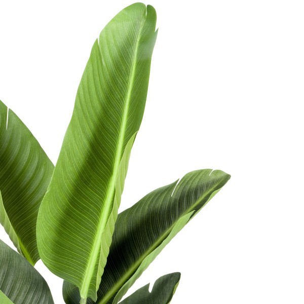 Artificial Real Touch Bird of Paradise Tree in Pot 120cm/4ft - A1198