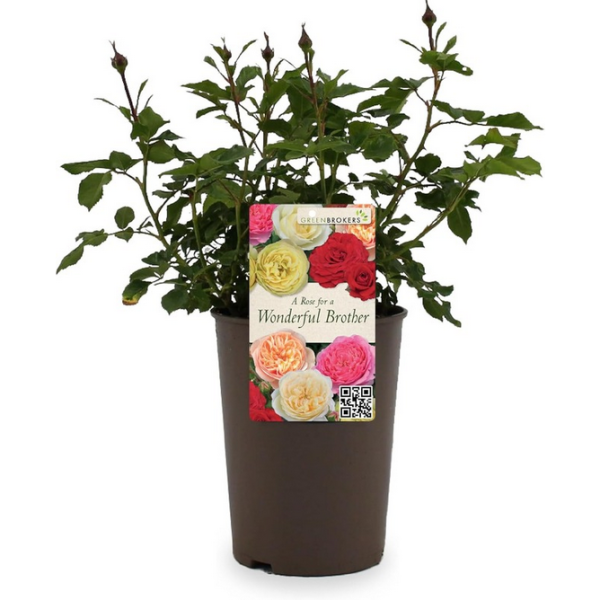Beautiful Gift Rose – “A Rose for a Wonderful Brother” - Gift Wrapped - 3L Potted - Five Colour Choices 