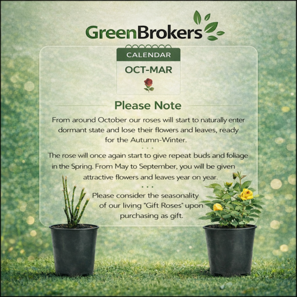 Beautiful Gift Rose - “A Rose for a Wonderful Grandad” - Gift Wrapped - 3L Potted - Five Colour Choices 