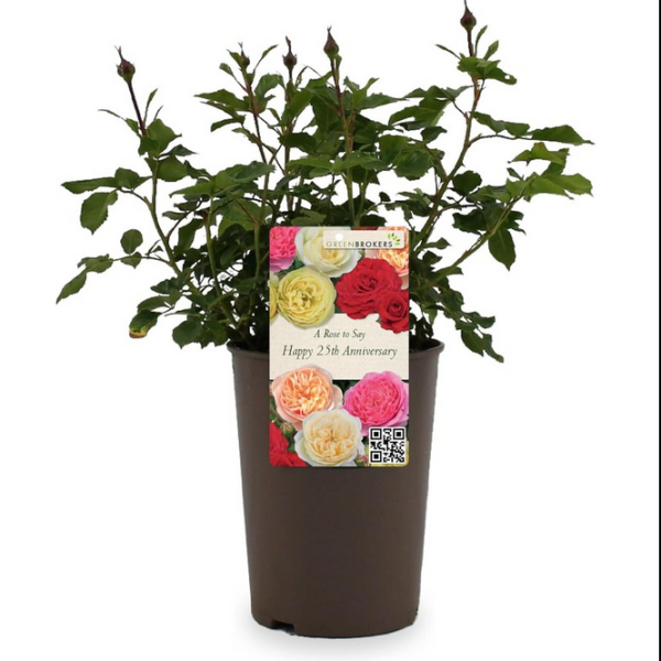 Beautiful Gift Rose - “A Rose to Say Happy 25th Anniversary” - Gift Wrapped - 3L Potted - Five Colour Choices 