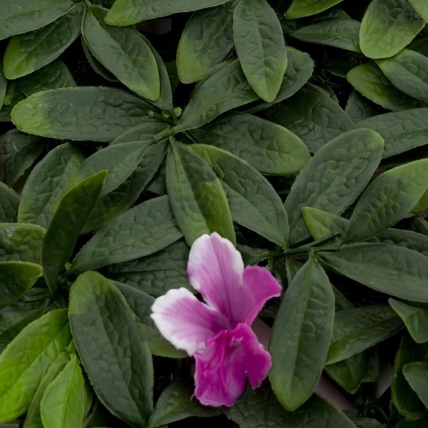 Artificial Green Wall Hedge with Green Leaf Foliage and Purple Flowers Pack of 4 x 50cm/20in - A1266