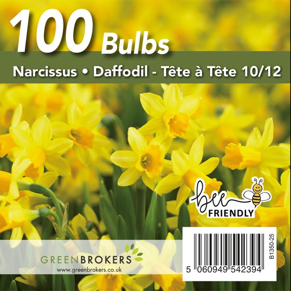 Yellow Narcissus Daffodil Bulbs | Big Buy Value Pack | 100 Bulbs | Bee Friendly | Easy Planting | Perfect Spring Flowers | Eco-Friendly Packaging - GB1350