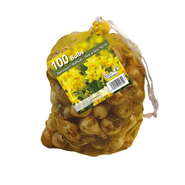 Yellow Narcissus Daffodil Bulbs | Big Buy Value Pack | 100 Bulbs | Bee Friendly | Easy Planting | Perfect Spring Flowers | Eco-Friendly Packaging - GB1350